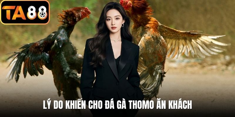 Lý do khiến cho đá gà Thomo ăn khách